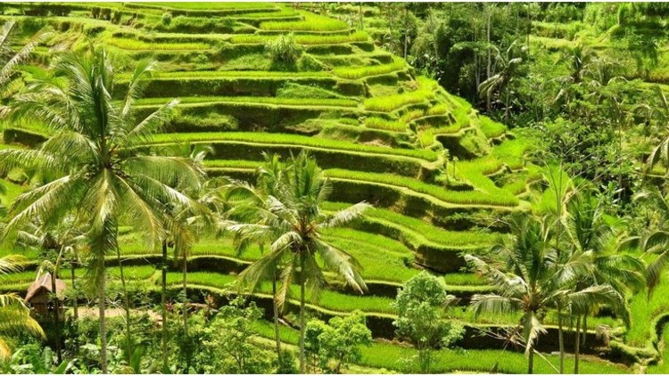 Sengkedan Sawah Tegallalang Ubud